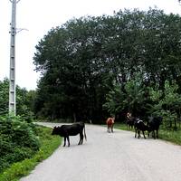 Gisoom Forests 